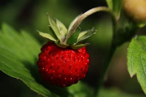 01.06 - Le temps des fraises des bois - Un peu de douceur dans ce monde sauvage -