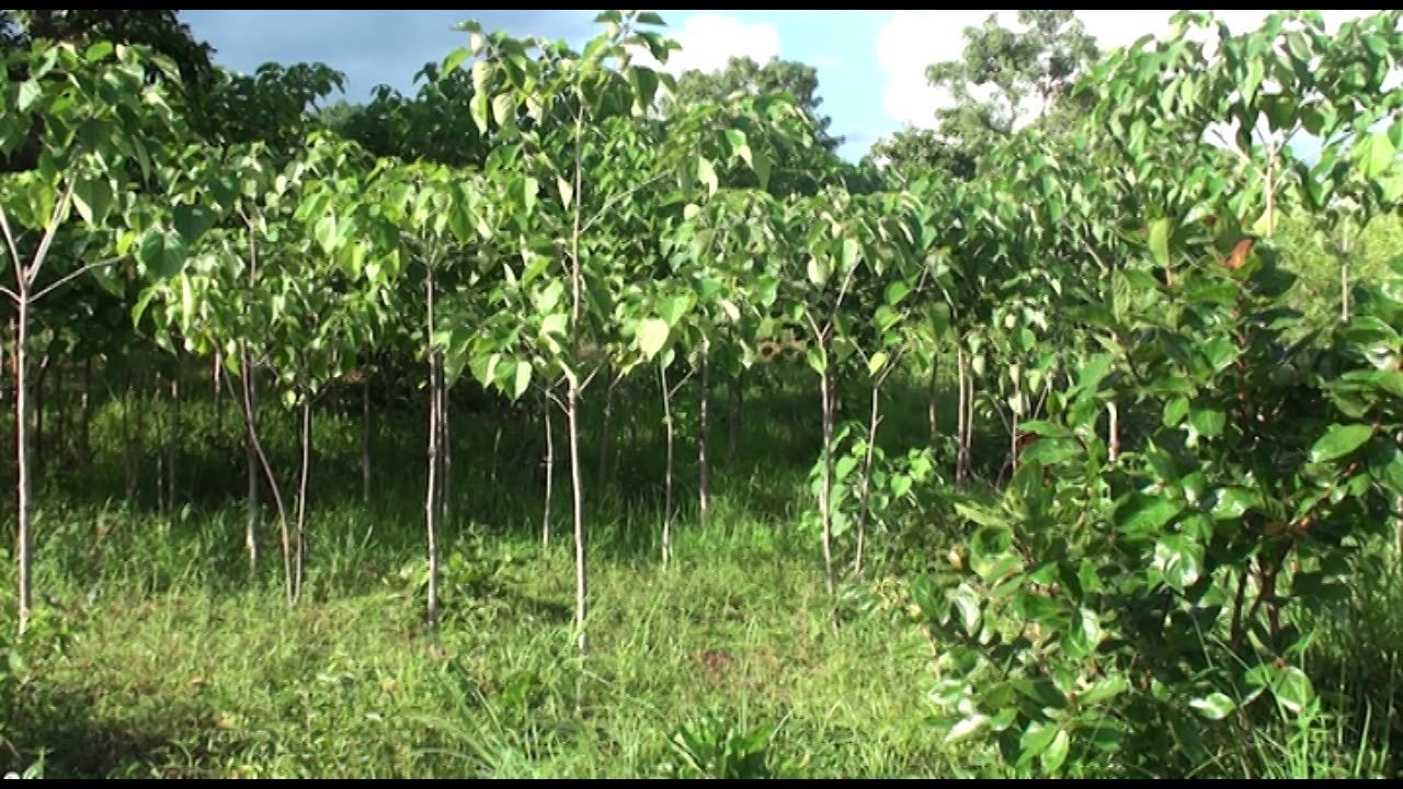 - 25.06 - Journée de l'Arbre aux Philippines -